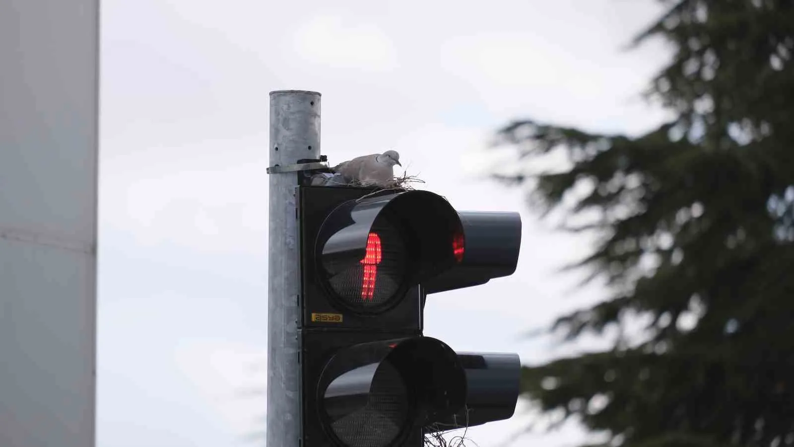 Karaman’da Trafik Lambasında Kumru Yuvası Şaşırttı