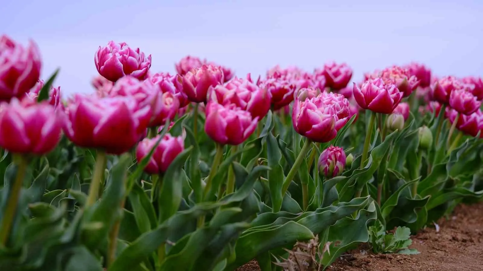 Karaman’daki lale tarlası ziyaretçilere açılıyor: 250 bin ziyaretçi bekleniyor