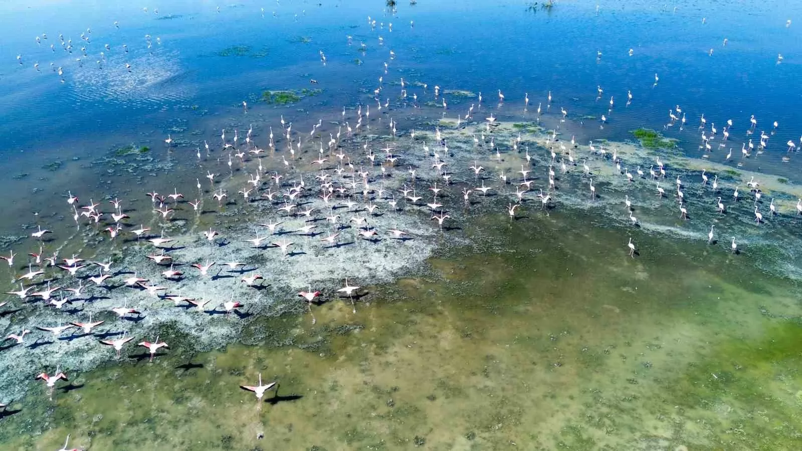 Akgöl Yeniden Canlandı: Flamingolar Geri Döndü