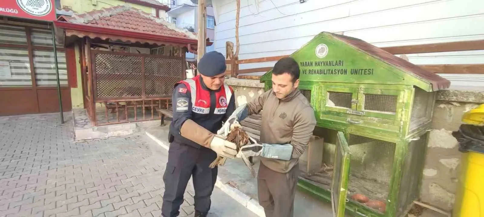 Karaman’da Yaralı Halde Bulunan Kızıl Şahin Koruma Altına Alındı
