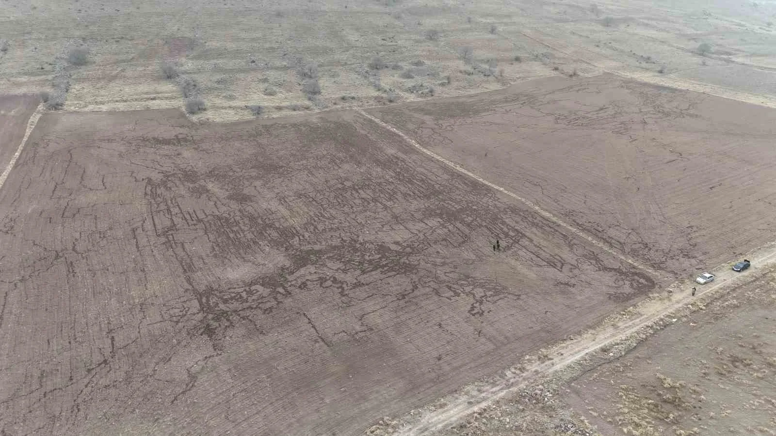 Karaman’da Yaban Domuzları Ekili Tarlayı Talan Etti