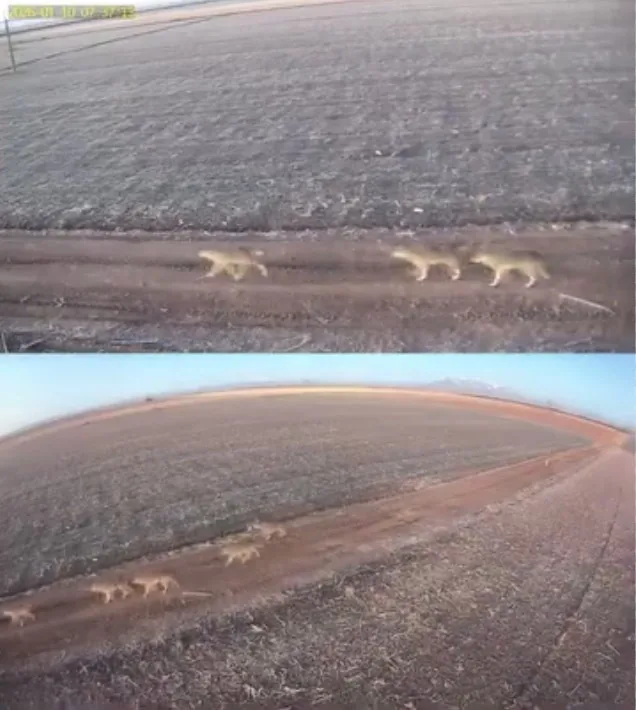 Karaman’da Soğuk Hava Etkisi: Kurtlar Ovaya İndi