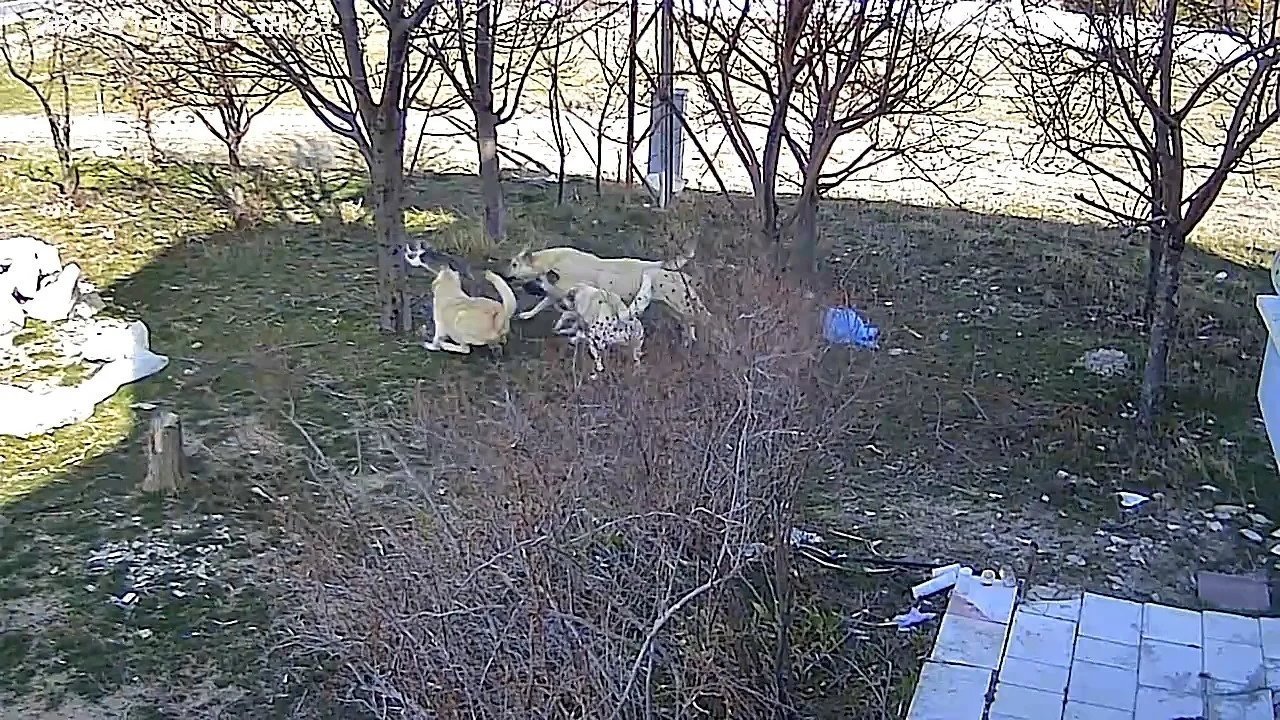 Karaman'da Başıboş Köpekler Kediyi Öldürdü: Köy Halkı Tedbir İstiyor