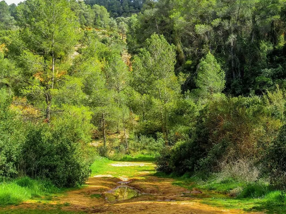 Gökçe Çamlığı: Karaman’da Doğanın Kalbinde Bir Kaçamak
