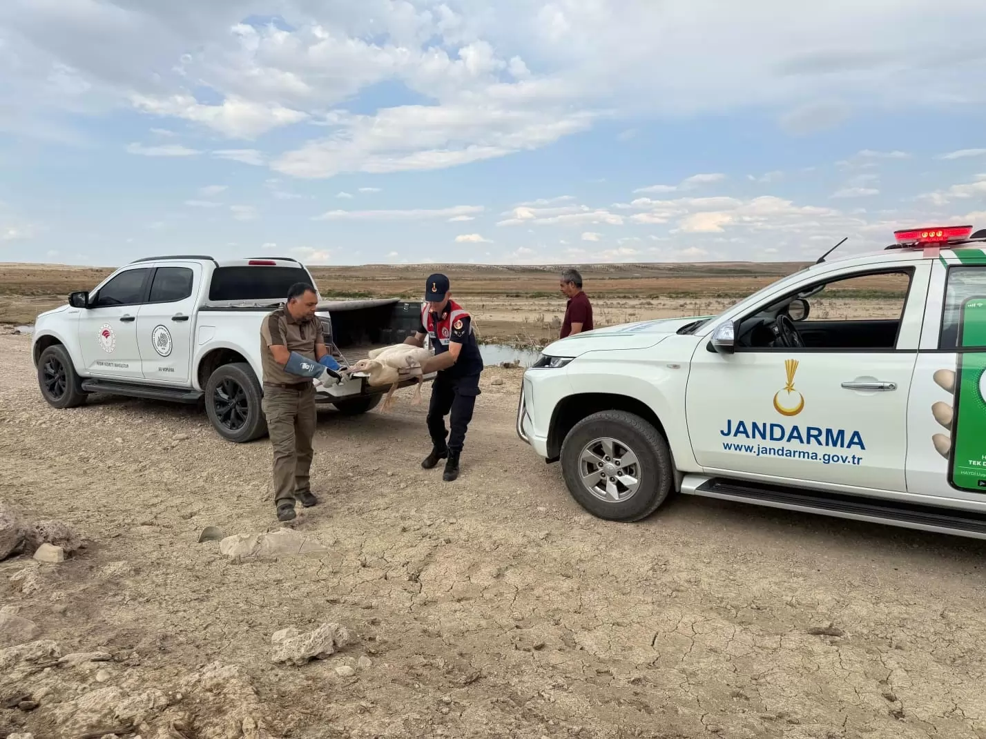 Karaman’da bitkin halde bulunan pelikan tedavisinin ardından doğaya salındı